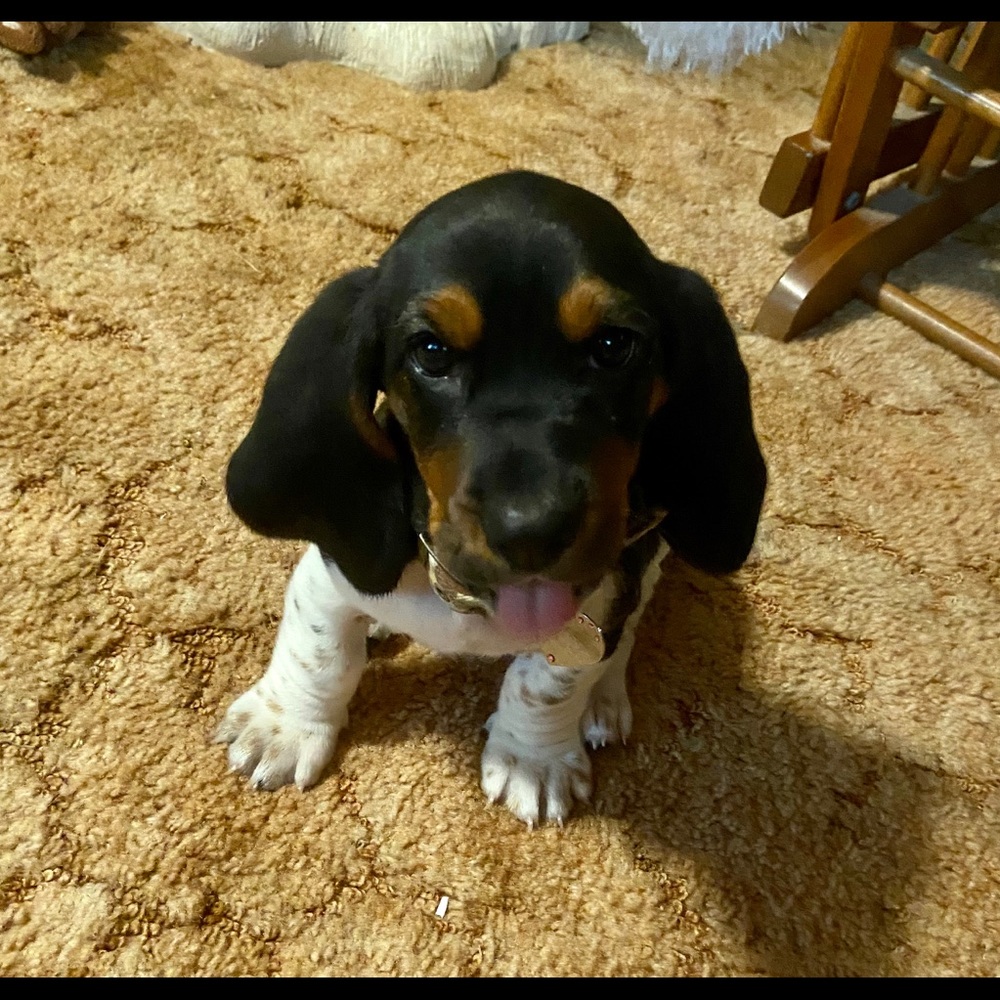 Meet your Posher, Mackinzie